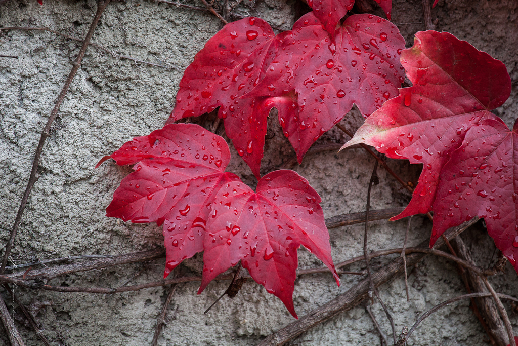 Colori d’autunno 1