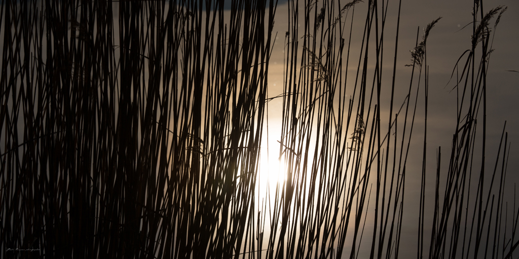 Luci nel canneto